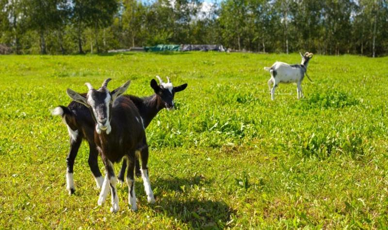 Gospodarstwo Agroturystyczne Jacwing Villa Giby Dış mekan fotoğraf